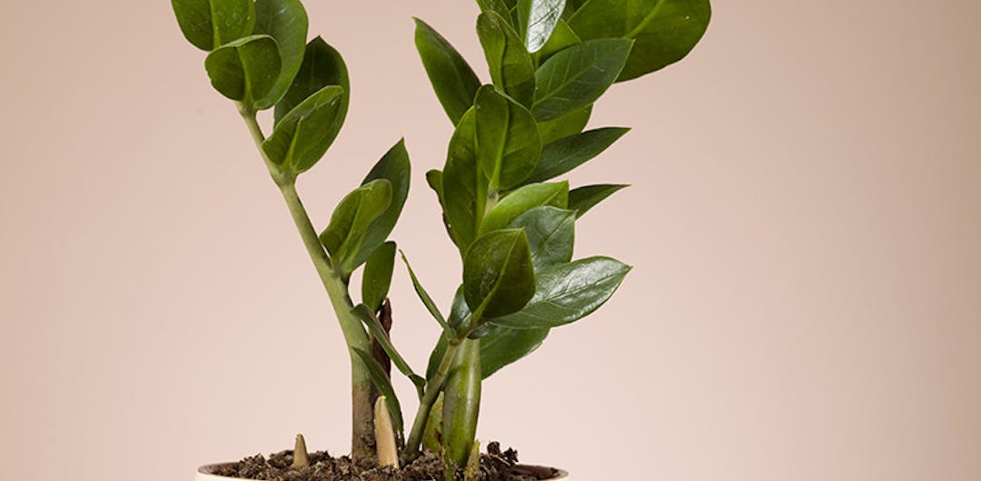 Easy care plant zamioculcas zamiifolia