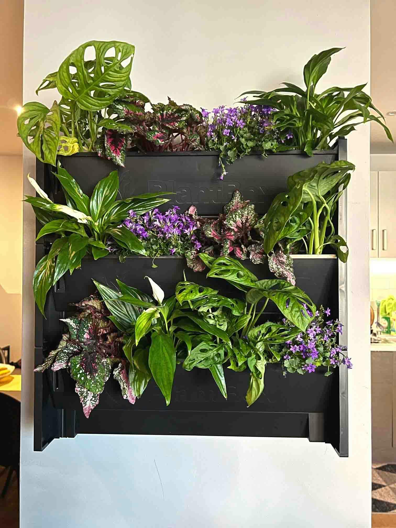 what is a living wall